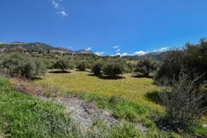 FANTASTICA FINCA DE OLIVOS EN ALFACAR photo 0