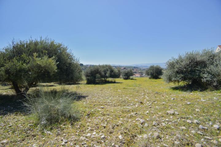 PRECIOSA FINCA DE OLIVOS photo 0