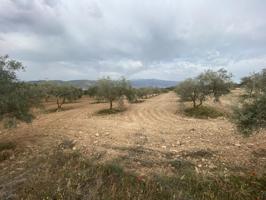 Finca de olivos cerca de Padul photo 0