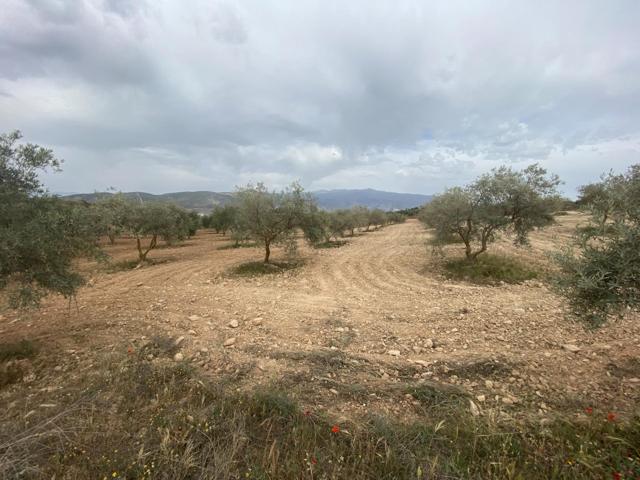 Finca de olivos cerca de Padul photo 0