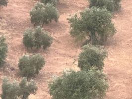 FINCA DE 2700 OLIVOS EN ALGARINEJO (GRANADA) photo 0