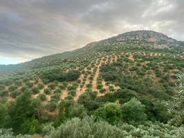 FINCA DE 2700 OLIVOS EN ALGARINEJO (GRANADA) photo 0