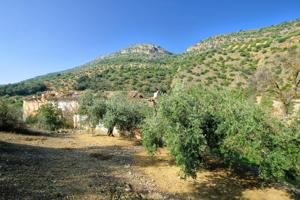 FINCA DE 2700 OLIVOS EN ALGARINEJO (GRANADA) photo 0