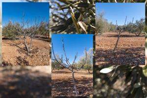 Olivar en venta photo 0
