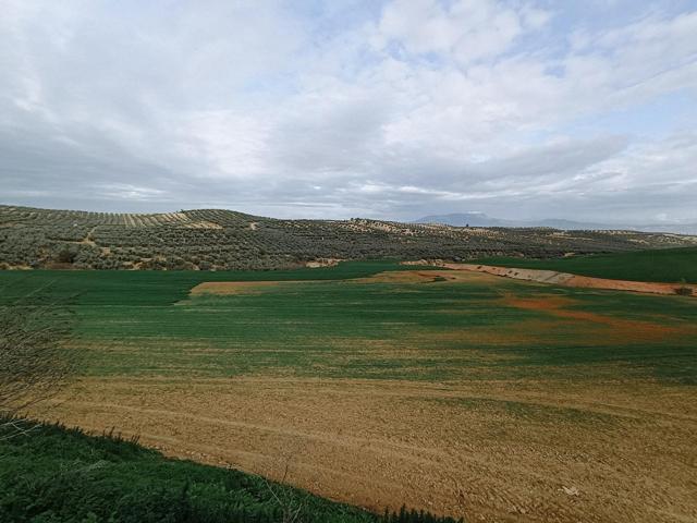 magnifica parcela de regadío photo 0