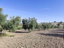 Finca de olivos y almendros photo 0