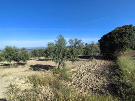 Finca de olivos y almendros photo 0