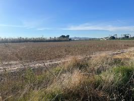 Terreno Almoradí Partida el Gabato 11.636 m2 Cerca Polígono Maromas y nuevo colegio photo 0