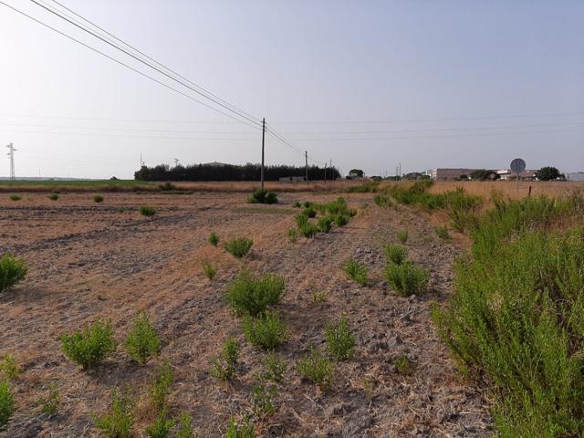 Parcela en Ctra Sanlucar photo 0