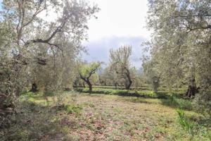 FINCA DE OLIVOS Y ALMENDROS EN FIÑANA photo 0