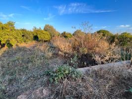 TERRENO AGRARÍO EN, CASTELLÓN, ZONA CAMINO DE LA PLANA photo 0