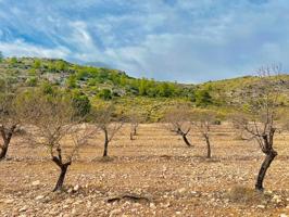 Terreno de Más de 50,000 m2 con Cultivo de Almendros en Las Virtudes, a Solo 7 Kilómetros de Villena photo 0