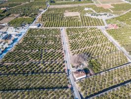 ¿eres de los que siempre han soñado con tener una finca de naranjos? photo 0