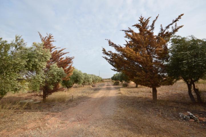 PLANTA BAJA EN VENTA CON PARCELA, LA MAGDALENA photo 0