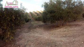 VENTA 12 FANEGAS DE OLIVAR photo 0