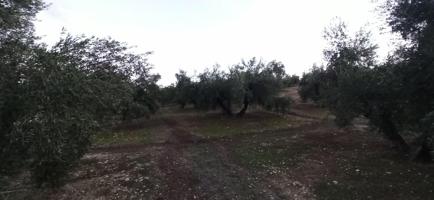 Terreno en Villatorres, al sitio de Pozo de la Teja photo 0