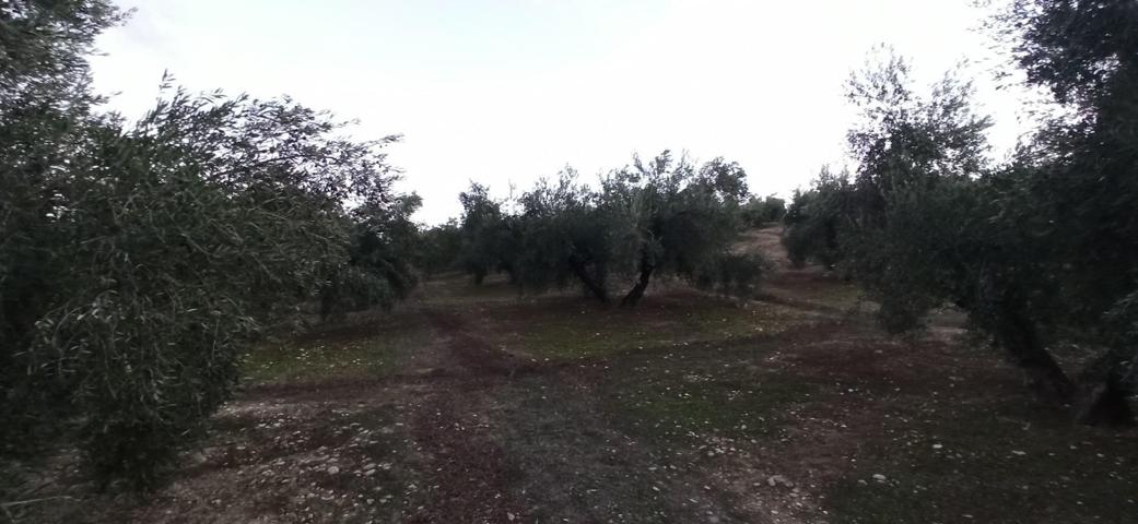 Terreno en Villatorres, al sitio de Pozo de la Teja photo 0