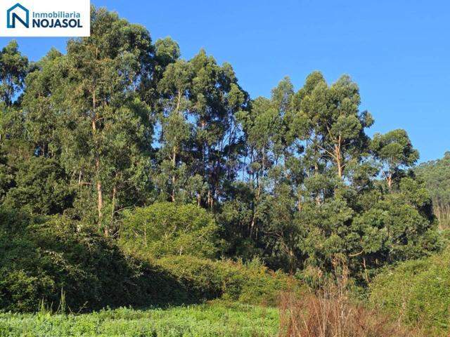 REF.004036 TERRENO RÚSTICO AGRARIO EN SOANO DE 2.775 M2 photo 0