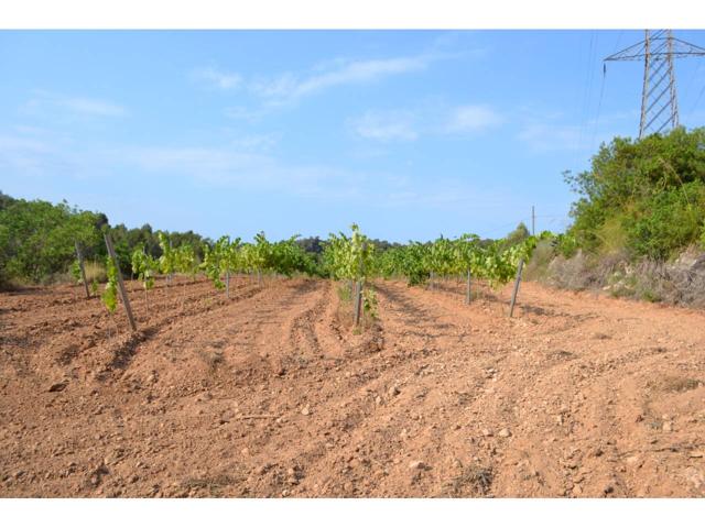 Terreno en venta Sant Pere De Ribes. photo 0