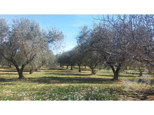 Finca rustica en venta en Sant Mateu photo 0