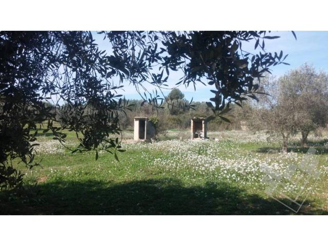 Finca rustica en venta en Sant Mateu photo 0