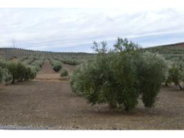 ¡EN PLENA PRODUCCIÓN! 22 FANEGAS DE OLIVAR MARTEÑO A ORILLA DE CARRETERA Y CON SUBVENCIÓN photo 0