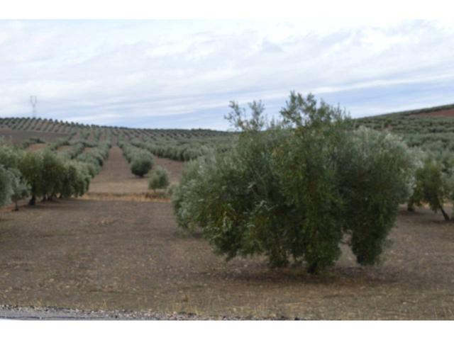 ¡EN PLENA PRODUCCIÓN! 22 FANEGAS DE OLIVAR MARTEÑO A ORILLA DE CARRETERA Y CON SUBVENCIÓN photo 0