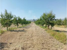 AMPLIA PARCELA MUY CERQUITA DE BAENA photo 0