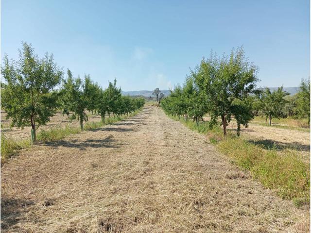 AMPLIA PARCELA MUY CERQUITA DE BAENA photo 0