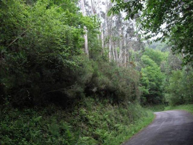 MONTE CON PINO, EUCALIPTO, ROBLE Y CASTAÑO EN VALDES photo 0