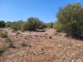 Terreno urbanizable en Sencelles photo 0