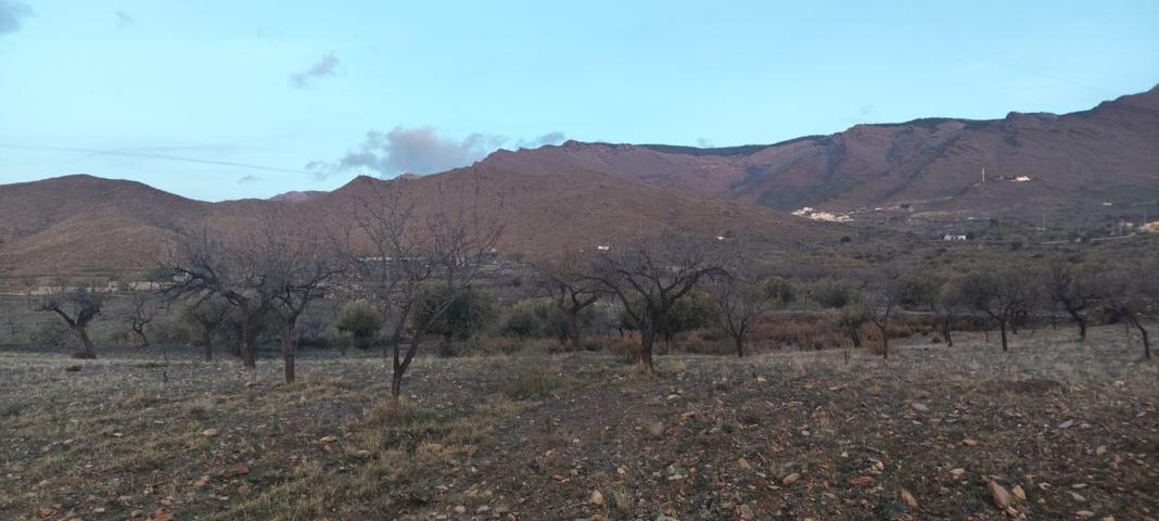 TERRENO CON OLIVOS EN SENÉS photo 0