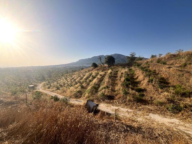 OPORTUNIDAD ÚNICA: PARCELA DE 18.000 M² CON CULTIVO DE AGUACATES Y FRUTALES photo 0