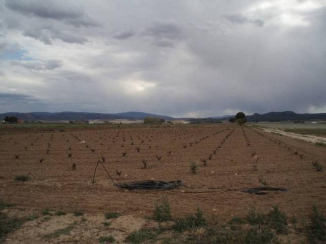 CAUDETE - PARCELA CON VIÑA photo 0