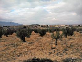 CAUDETE - TERRENO EN EL CAMINO DEL CEMENTERIO photo 0