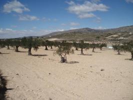 CAUDETE - PARCELA CON OLIVOS photo 0