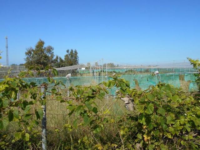 Finca rústica en Ctra de Rota photo 0