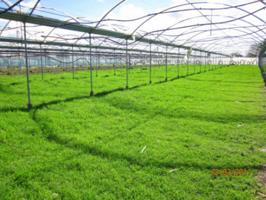 Finca rústica con invernadero photo 0