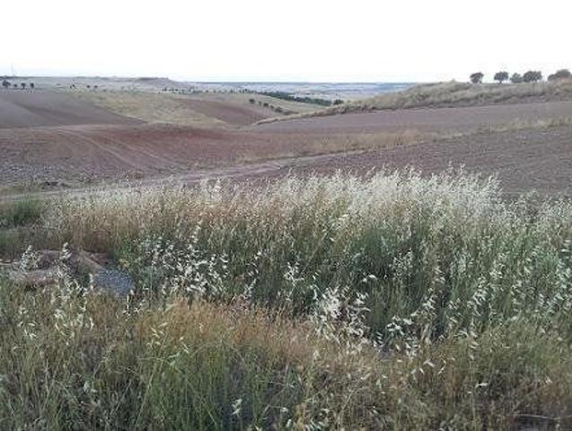 TERRENO URBANO EN TORTOLA DE HENARES, GUADALAJARA photo 0