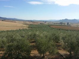 GRAN OLIVAR EN BELMEZ photo 0