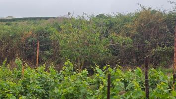 !!OPORTUNIDAD!! TINERCASA TIENE DISPONIBLE EN RAVELO, EL SAUZAL: MAGNÍFICA FINCA RÚSTICA photo 0
