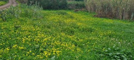 TINERCASA TIENE DISPONIBLE EN RAVELO, EL SAUZAL: MAGNÍFICA FINCA RÚSTICA photo 0