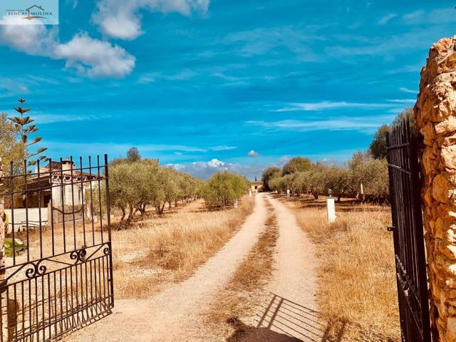 CASA DE CAMPO EN S´ARANJASSA-LLUCMAJOR. MALLORCA photo 0