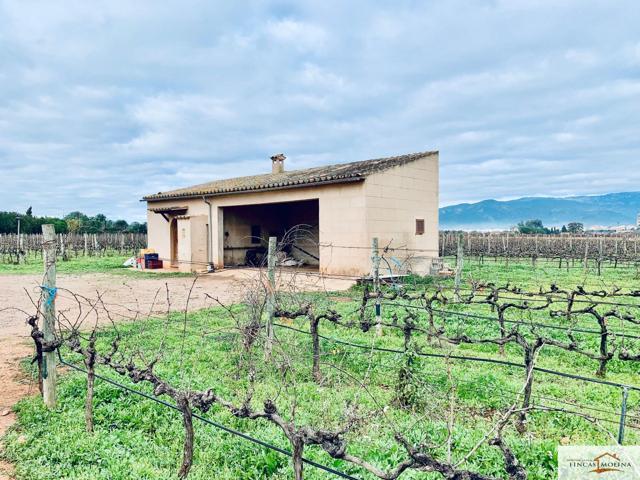 TERRENO EN VENTA CON VIÑEDO EN SANTA MARÍA DEL CAMI. MALLORCA photo 0