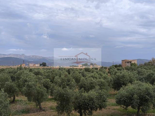 FINCA RUSTICA URBANIZABLE EN VENTA - SA POBLA photo 0