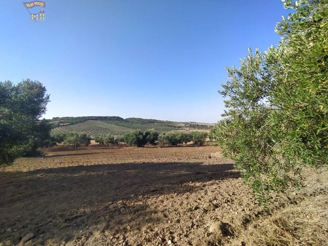 VENTA DE FINCA RUSTICA EN CARRETERA ARCOS-ALGAR photo 0