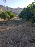 VENTA DE PARCELA CON ARBOLES FRUTALES photo 0