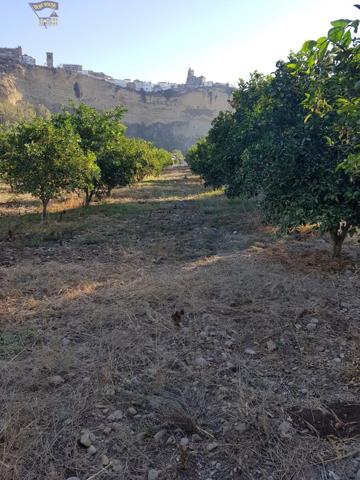 VENTA DE PARCELA CON ARBOLES FRUTALES photo 0