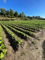 SE VENDE FINCA POR LA ZONA DEL DRAGO photo 0