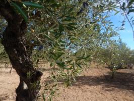 Terreno urbanizable en Ontinyent photo 0